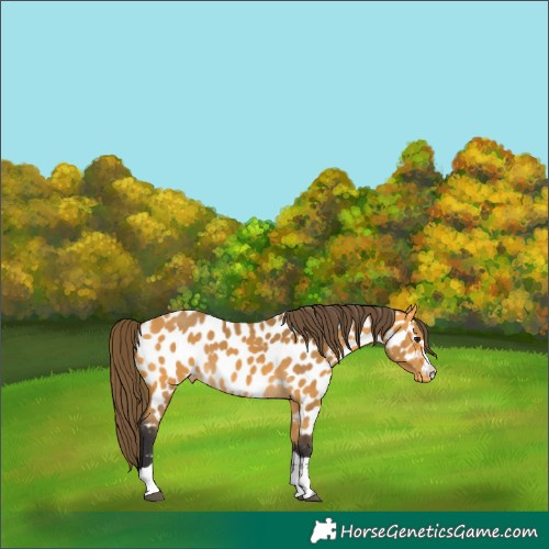 Horse Color:Buckskin Appaloosa 