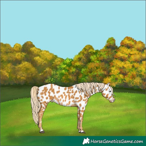 Horse Color:Palomino Near Leopard 