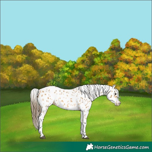 Horse Color:Buckskin Leopard 