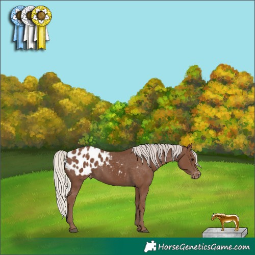 Horse Color:Silver Black Appaloosa 