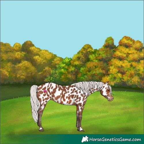 Horse Color:Silver Brown Appaloosa 