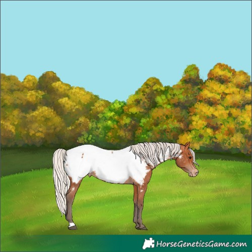 Horse Color:Silver Bay Near Fewspot 
