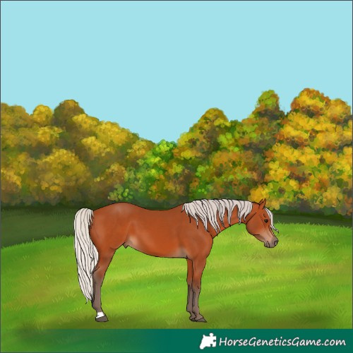 Horse Color:Silver Bay 