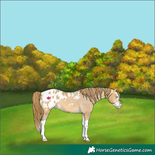 Horse Color:Buckskin Dun Splash Appaloosa 