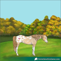 Horse Color:Buckskin Dun Splash Blanket