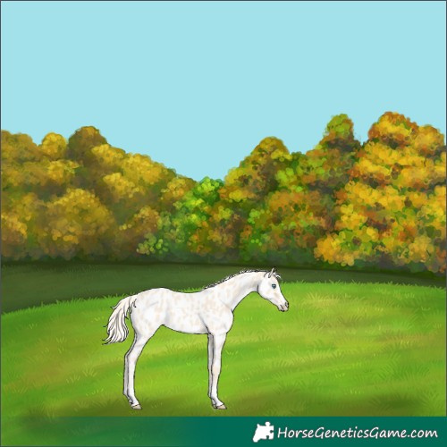 Horse Color:Cremello Near Leopard 