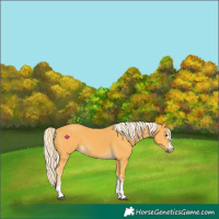 Horse Color:Palomino