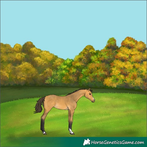 Horse Color:Buckskin 