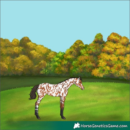 Horse Color:Bay Near Leopard 