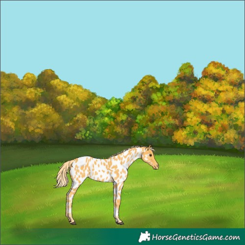 Horse Color:Palomino Near Leopard 
