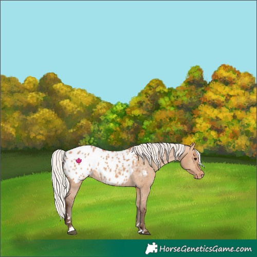 Horse Color:Silver Bay Dun Appaloosa 
