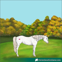 Horse Color:Perlino Appaloosa
