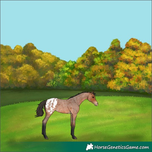 Horse Color:Bay Roan Appaloosa 