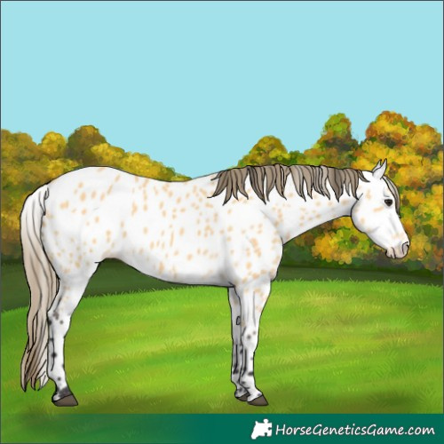 Horse Color:Buckskin Appaloosa 
