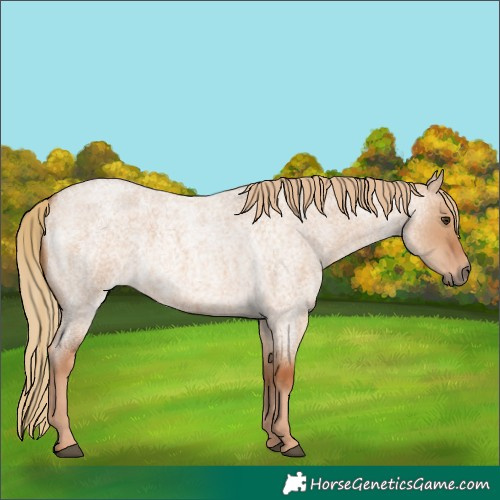 Horse Color:Red Dun Roan 