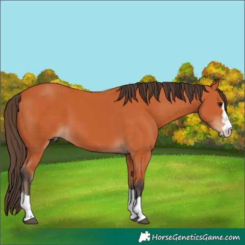Horse Color:Bay 