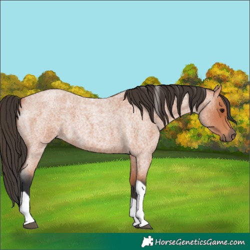 Horse Color:Bay Roan Tobiano