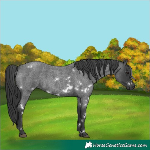 Horse Color:White Spotted Blue Roan Rabicano 