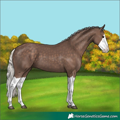 Horse Color:Silver Black Splash
