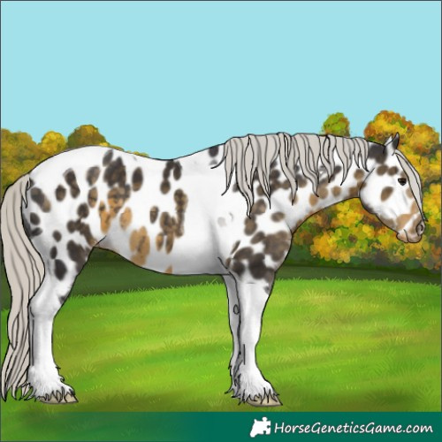 Horse Color:Silver Smoky Black Tobiano Appaloosa 