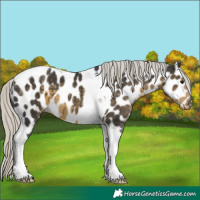 Horse Color:Silver Smoky Black Tobiano Near Leopard