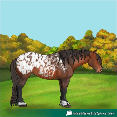 Horse Color:Bay Appaloosa  and Bay Appaloosa 