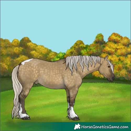 Horse Color:Silver Buckskin Dun Tobiano 