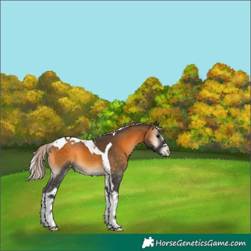 Horse Color:Silver Buckskin Onyx Tobiano 