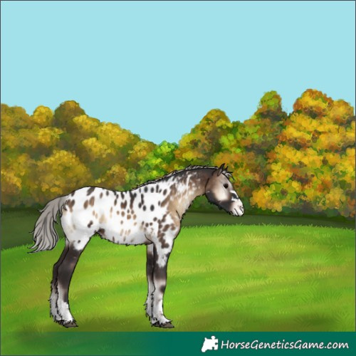 Horse Color:Silver Brown Onyx Appaloosa 