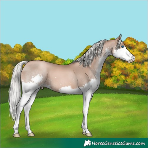 Horse Color:Liver Chestnut Pearl Mushroom Splash 