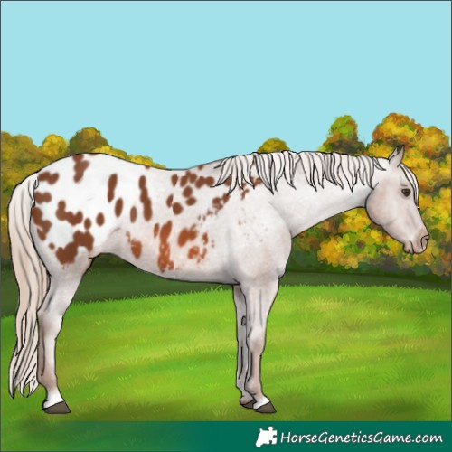 Horse Color:Chestnut Appaloosa 