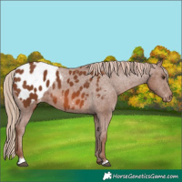 Horse Color:Chestnut Appaloosa 