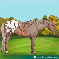 Horse Color:Chestnut Blanket 