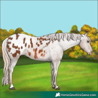 Horse Color:Chestnut Appaloosa