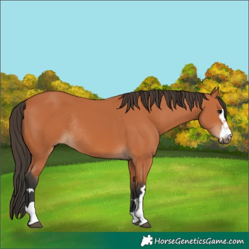Horse Color:Bay Rabicano 