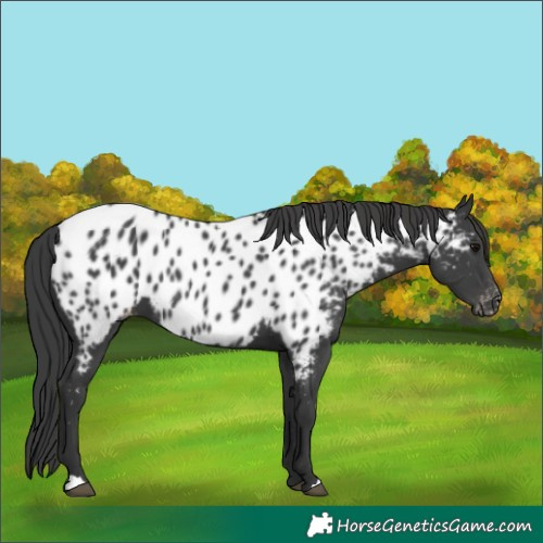 Horse Color:Black Near Leopard 