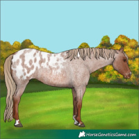 Horse Color:Red Roan Appaloosa 