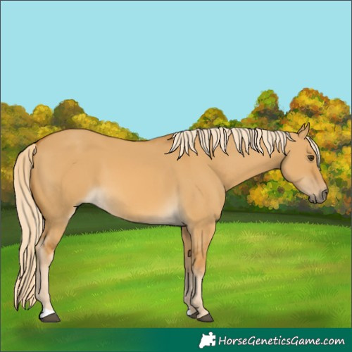 Horse Color:Palomino Dun 