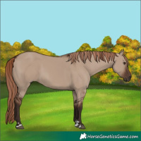 Horse Color:Liver Red Dun 