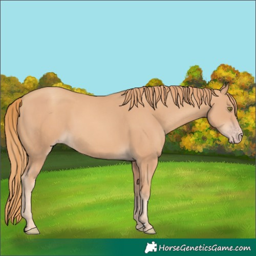 Horse Color:Gold Champagne 
