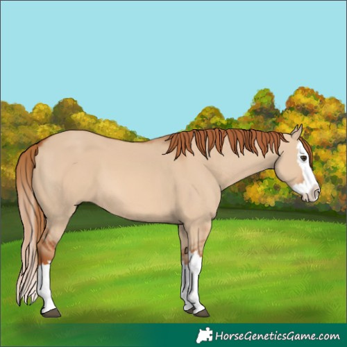 Horse Color:Red Dun Splash 