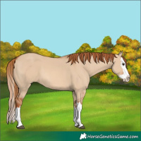 Horse Color:Red Dun Splash 