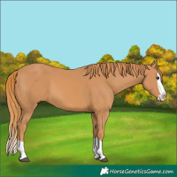 Horse Color:Chestnut Splash 
