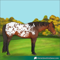 Horse Color:Bay Appaloosa 