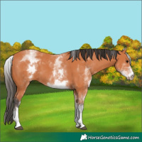 Horse Color:White Spotted Bay 