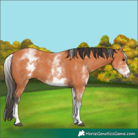 Horse Color:White Spotted Bay