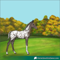 Horse Color:Silver Black Tobiano Appaloosa