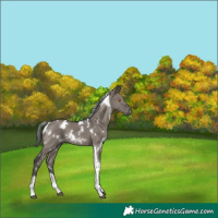 Horse Color:White Spotted Grullo Tobiano Rabicano