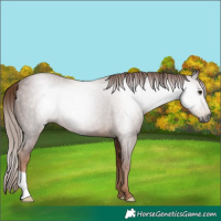 Horse Color:Gray Chestnut 