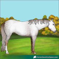 Horse Color:Gray Chestnut 